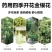 四季金银花金银花苗木树形爬藤盆景盆栽地栽苗四季小苗包邮价