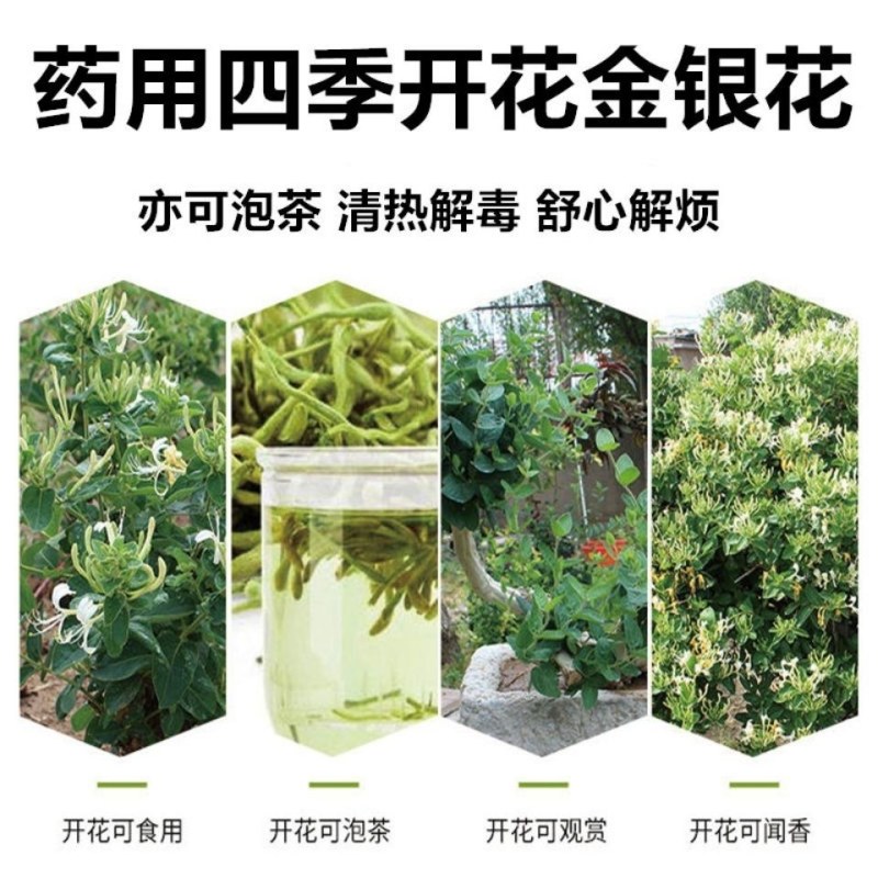 四季金银花金银花苗木树形爬藤盆景盆栽地栽苗四季小苗包邮价