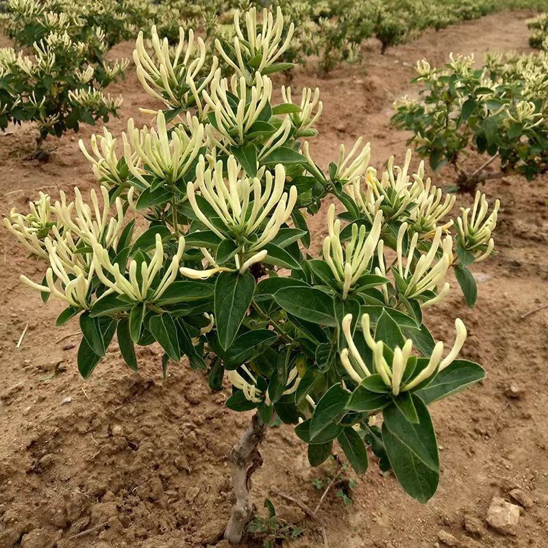 四季金银花金银花苗木树形爬藤盆景盆栽地栽苗四季小苗包邮价