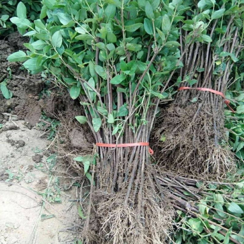 四季金银花金银花苗木树形爬藤盆景盆栽地栽苗四季小苗包邮价