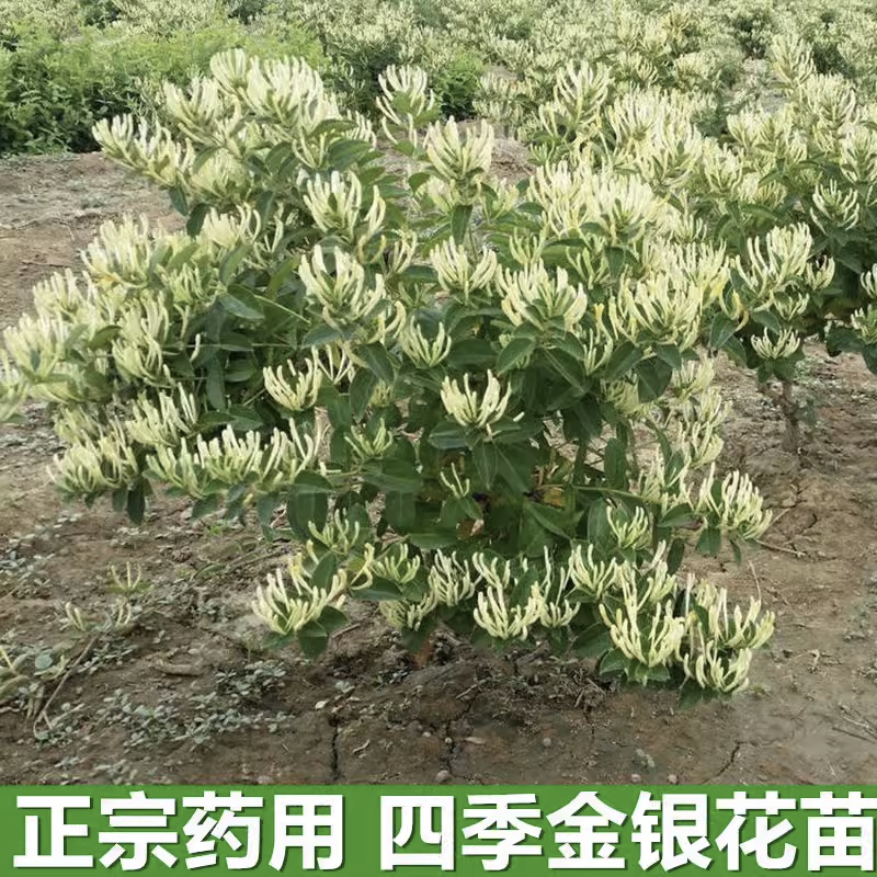 四季金银花金银花苗木树形爬藤盆景盆栽地栽苗四季小苗包邮价