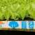 云南蔬菜苗基地生菜苗意大利生菜苗基地直供量大从优