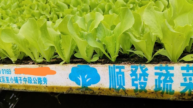 云南蔬菜苗基地生菜苗意大利生菜苗基地直供量大从优
