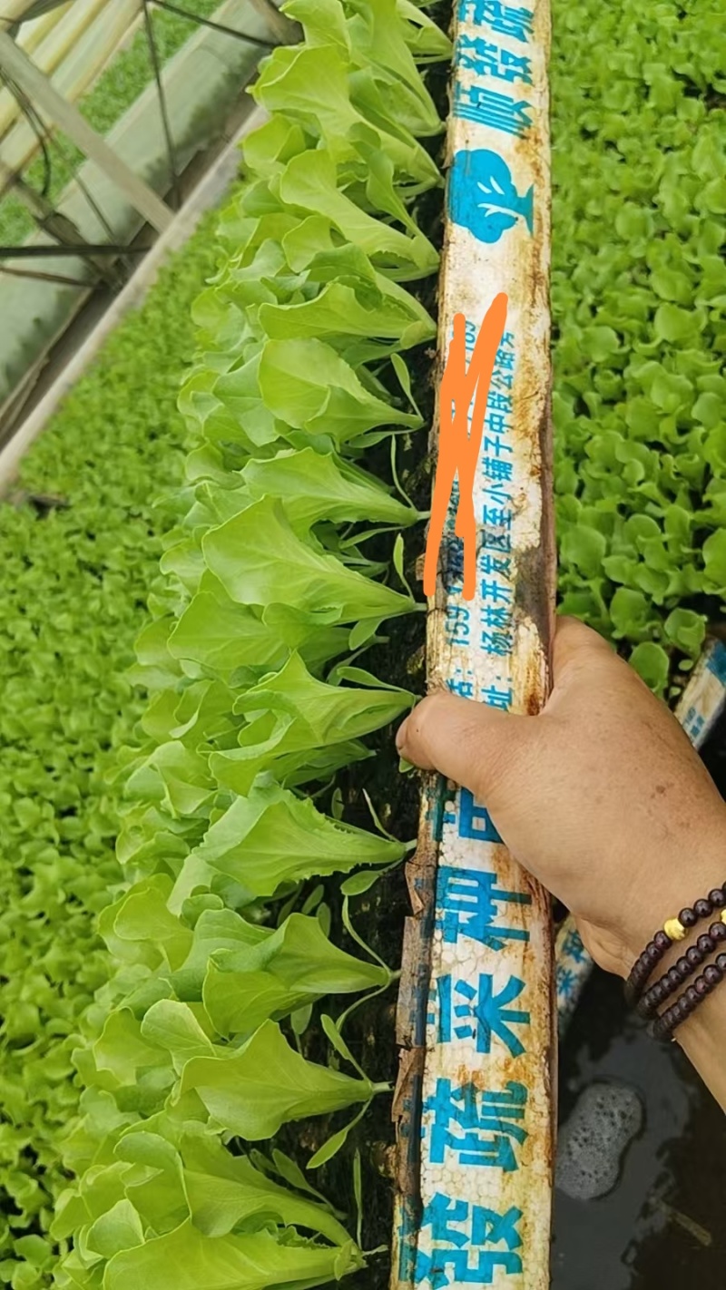 云南蔬菜苗基地生菜苗意大利生菜苗基地直供量大从优
