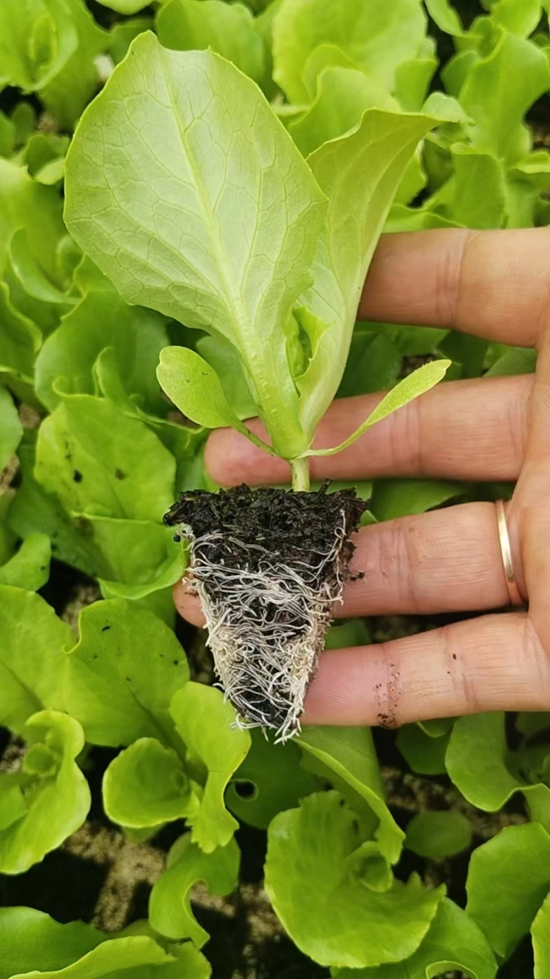 云南蔬菜苗基地生菜苗意大利生菜苗基地直供量大从优