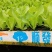 云南蔬菜苗基地生菜苗意大利生菜苗基地直供量大从优