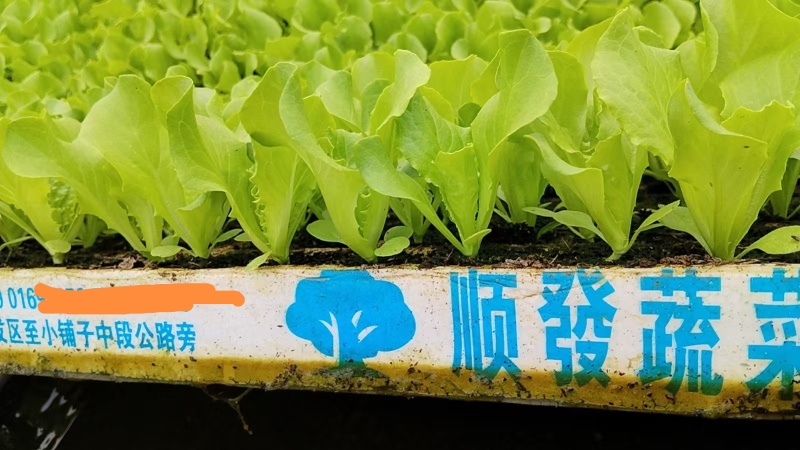 云南蔬菜苗基地生菜苗意大利生菜苗基地直供量大从优