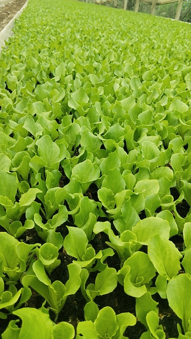 云南蔬菜苗基地生菜苗意大利生菜苗基地直供量大从优