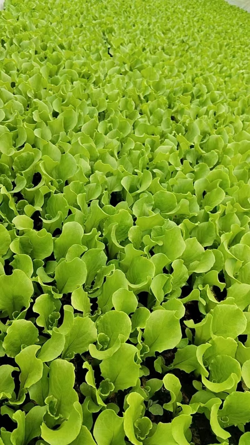 云南蔬菜苗基地生菜苗意大利生菜苗基地直供量大从优