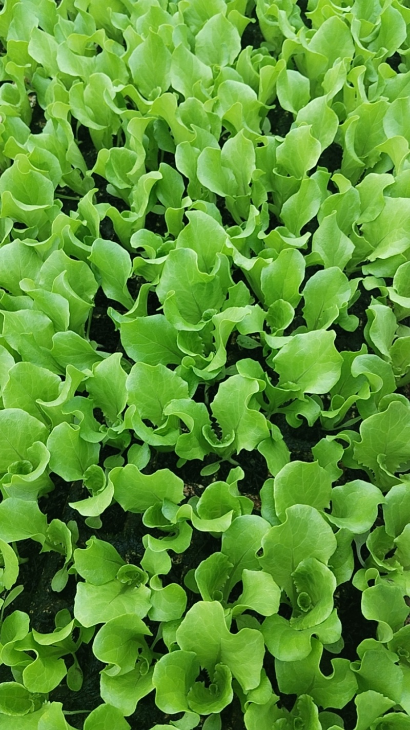 云南蔬菜苗基地生菜苗意大利生菜苗基地直供量大从优