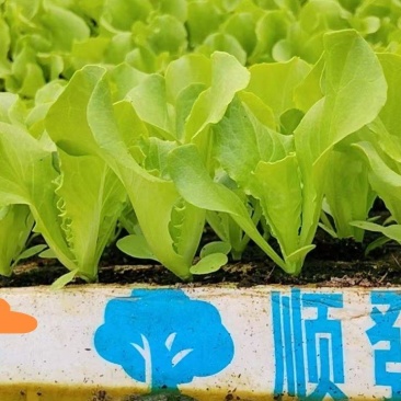 云南蔬菜苗基地生菜苗意大利生菜苗基地直供量大从优