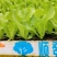 云南蔬菜苗基地生菜苗意大利生菜苗基地直供量大从优