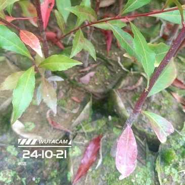 山杜英杯苗地苗大量供应有两斤半左右无纺布袋苗