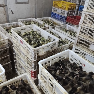 金定鸭苗,蛋鸭苗,年产蛋300多枚,120天产蛋