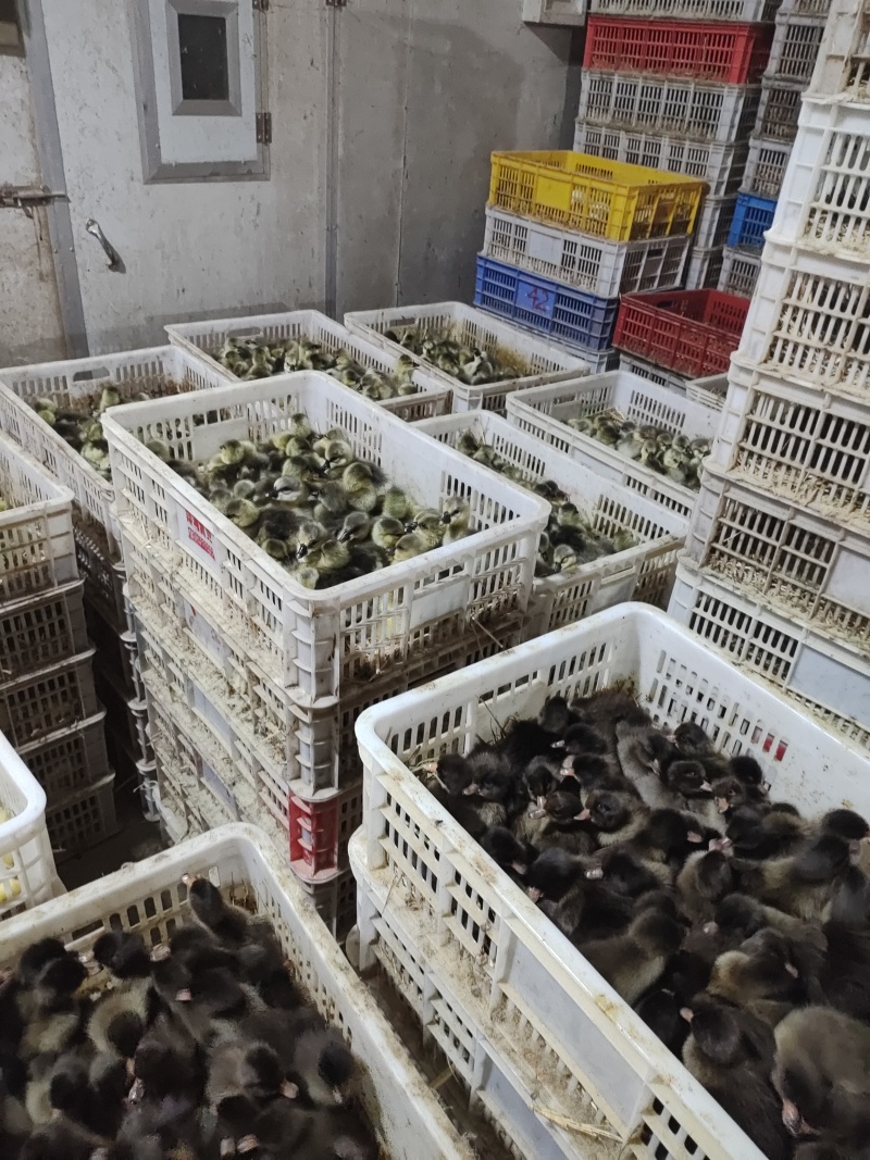 金定鸭苗，蛋鸭苗，年产蛋300多枚，120天产蛋