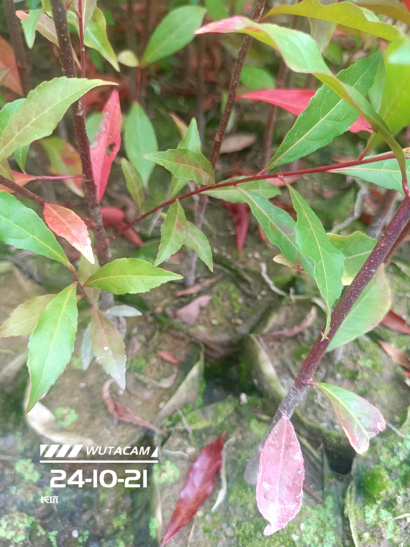山杜英杯苗地苗大量供应有两斤半左右无纺布袋苗