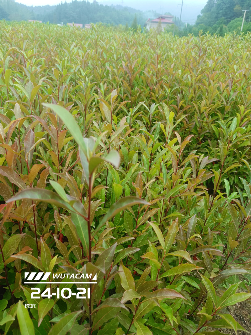 山杜英杯苗地苗大量供应有两斤半左右无纺布袋苗