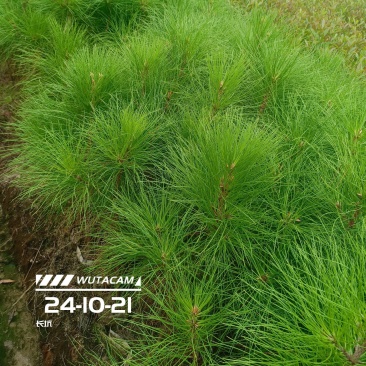 湿地松杯苗地苗大量供应有1斤左右和两斤左右无纺布袋苗
