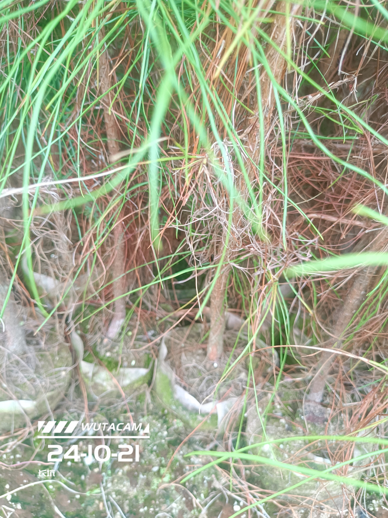 湿地松杯苗地苗大量供应有1斤左右和两斤左右无纺布袋苗