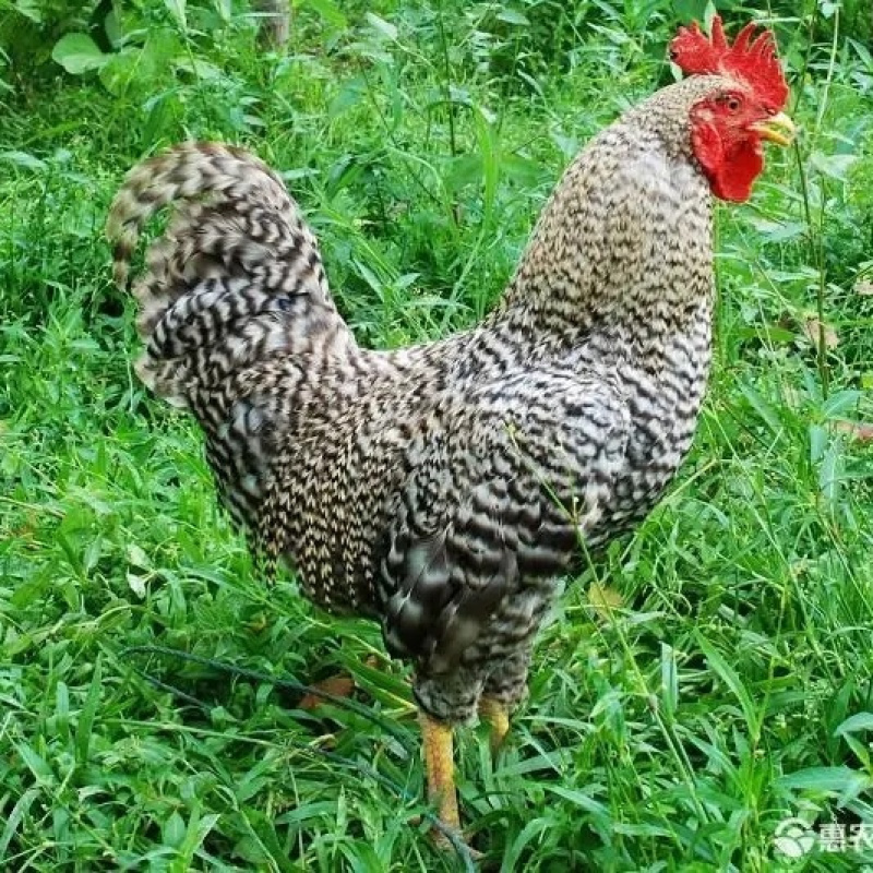 4到5两脱温白芦花鸡，，疫苗齐全，常年供应