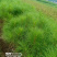 湿地松杯苗地苗大量供应有1斤左右和两斤左右无纺布袋苗