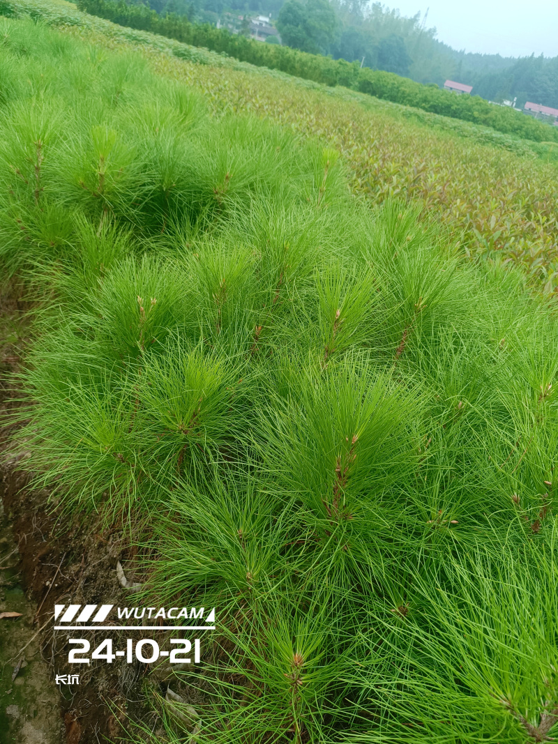 湿地松杯苗地苗大量供应有1斤左右和两斤左右无纺布袋苗