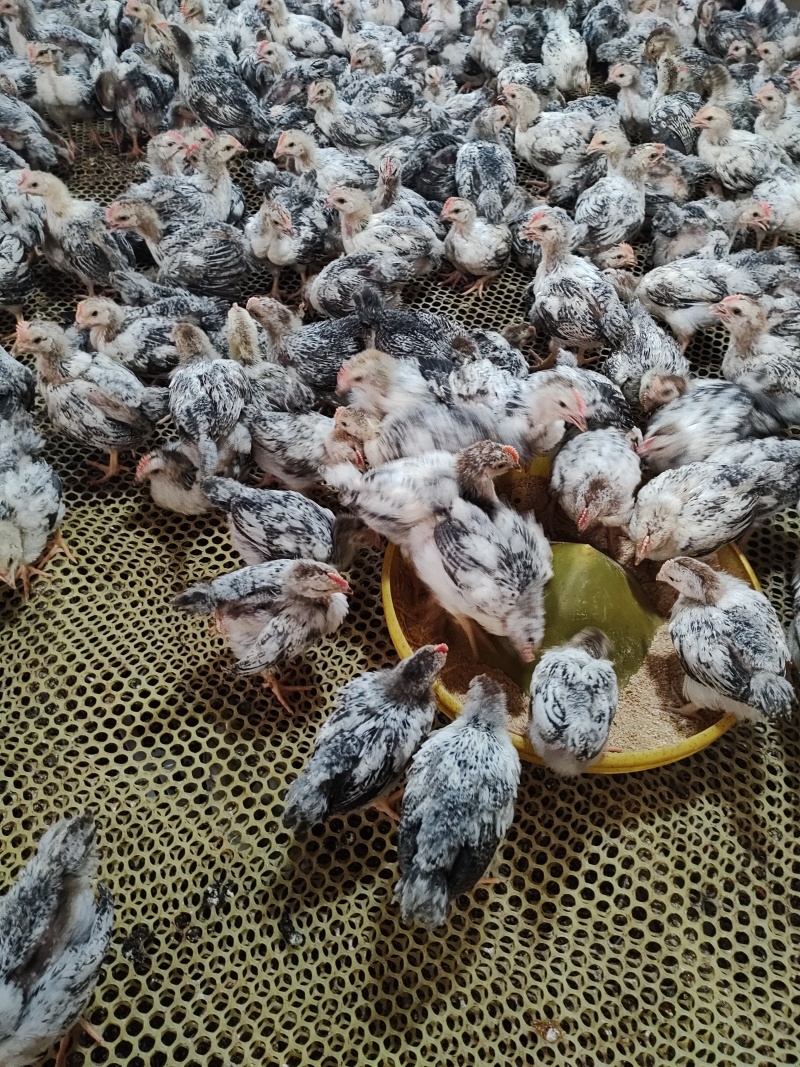 4到5两脱温白芦花鸡，，疫苗齐全，常年供应