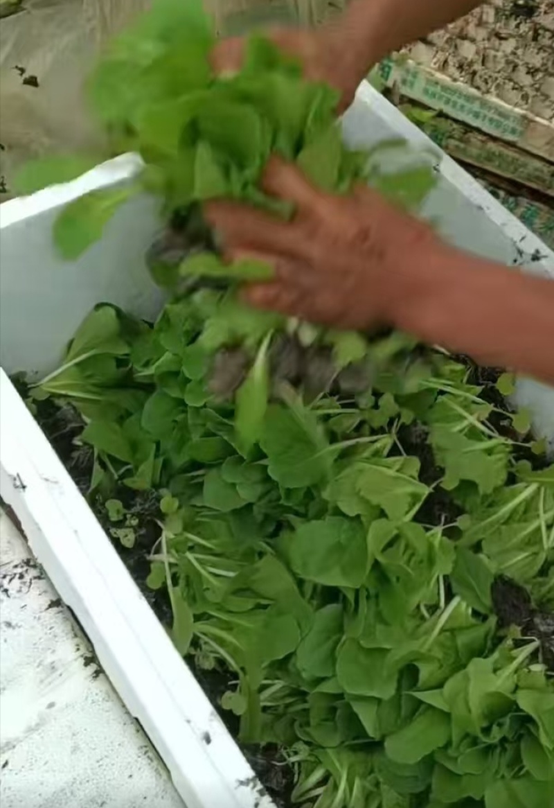 云南蔬菜苗娃娃菜苗货源充足量大从优全国发货