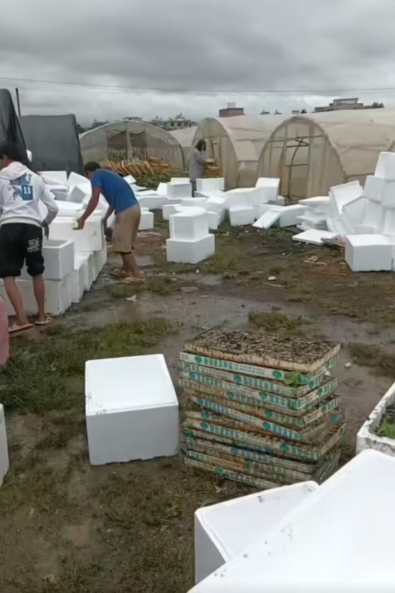 云南蔬菜苗娃娃菜苗货源充足量大从优全国发货