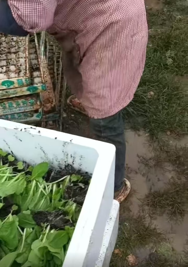 云南蔬菜苗娃娃菜苗货源充足量大从优全国发货