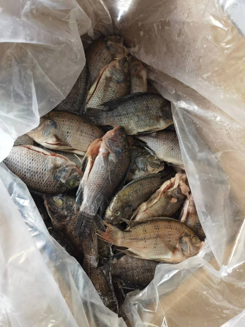 三去罗非鱼8斤36条食堂酒店烧烤商用厂家直供全国可发