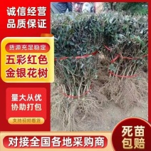 红色金银花树苗盆栽地栽南方北方种植阳台庭院耐寒五彩红金银