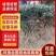 红色金银花树苗盆栽地栽南方北方种植阳台庭院耐寒五彩红金银