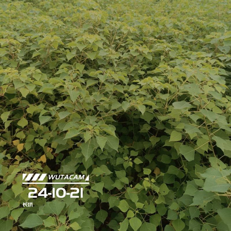 乌桕杯苗地苗大量供应有两斤左右无纺布袋苗
