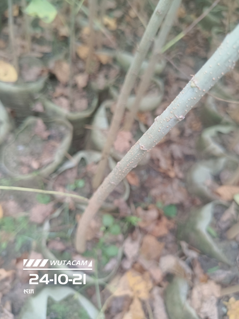 乌桕杯苗地苗大量供应有两斤左右无纺布袋苗