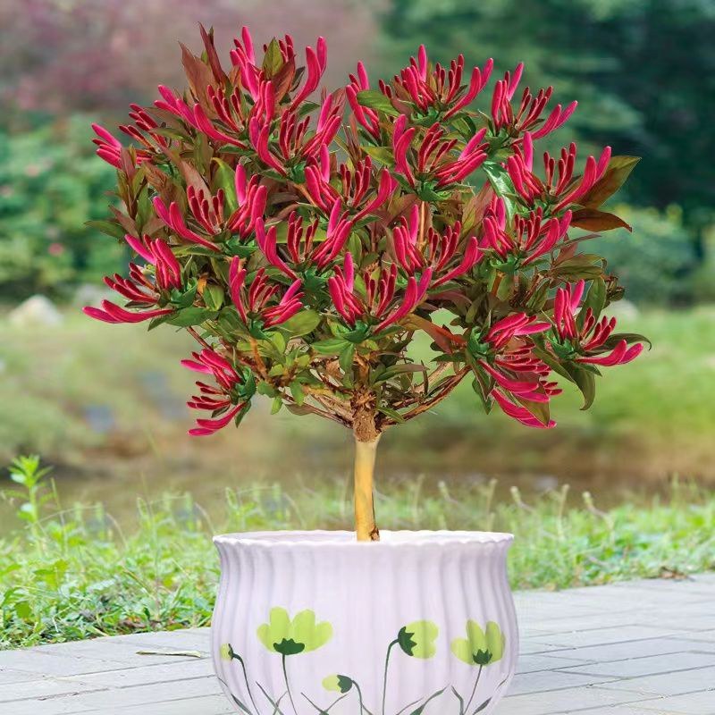 红色金银花树苗盆栽地栽南方北方种植阳台庭院耐寒五彩红金银