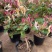 红色金银花树苗盆栽地栽南方北方种植阳台庭院耐寒五彩红金银