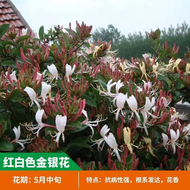 红色金银花树苗盆栽地栽南方北方种植阳台庭院耐寒五彩红金银