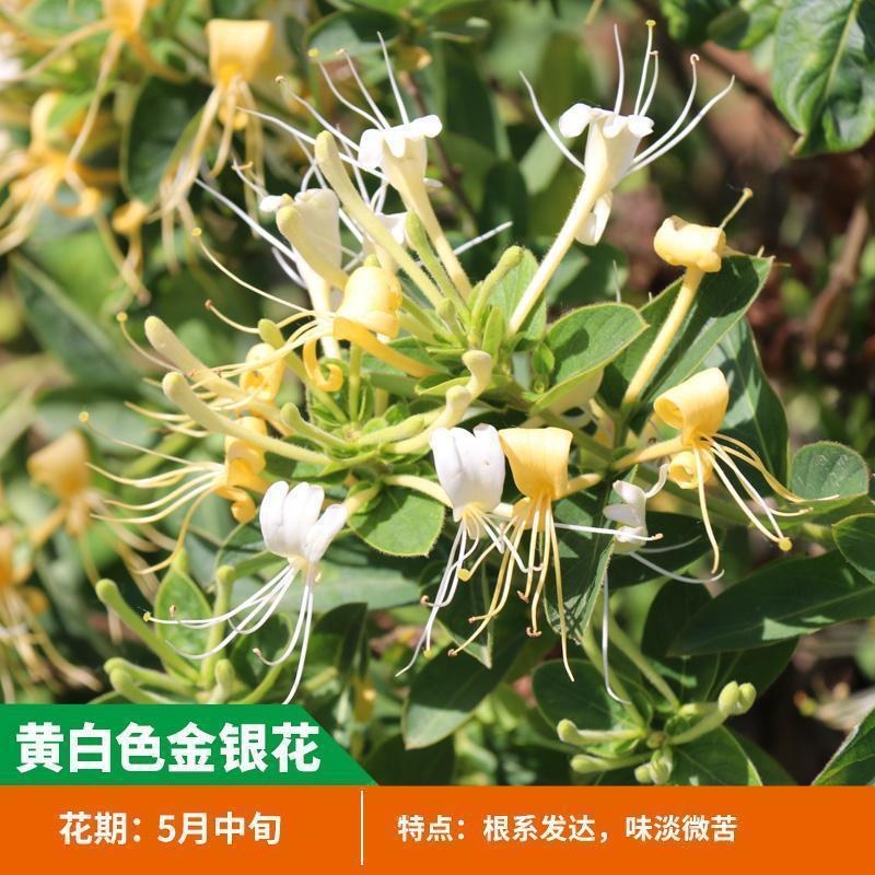 红色金银花树苗盆栽地栽南方北方种植阳台庭院耐寒五彩红金银