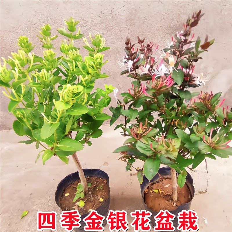 红色金银花树苗盆栽地栽南方北方种植阳台庭院耐寒五彩红金银