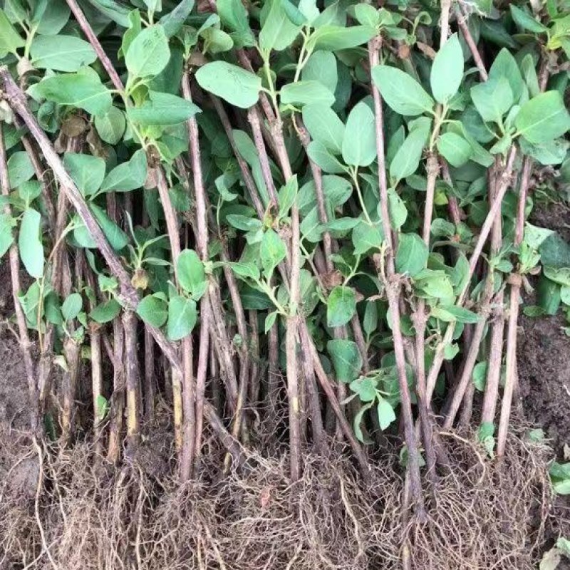 红色金银花树苗盆栽地栽南方北方种植阳台庭院耐寒五彩红金银