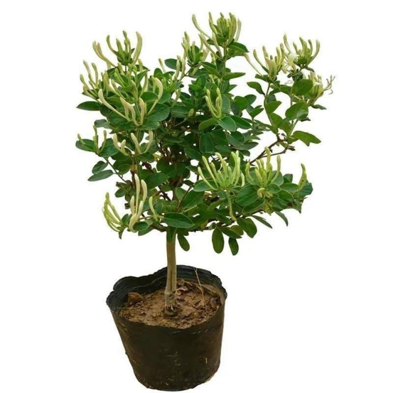 红色金银花树苗盆栽地栽南方北方种植阳台庭院耐寒五彩红金银