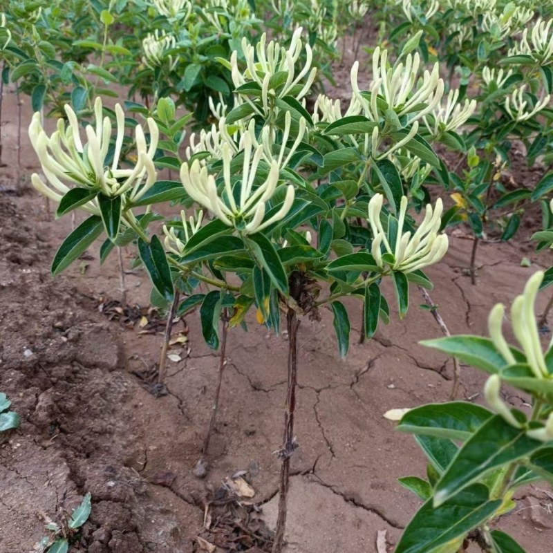 红色金银花树苗盆栽地栽南方北方种植阳台庭院耐寒五彩红金银