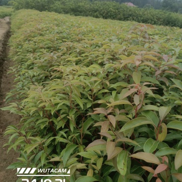 香樟杯苗地苗大量供应有一斤左右到两斤半左右无纺布袋苗