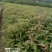 香樟杯苗地苗大量供应有一斤左右到两斤半左右无纺布袋苗