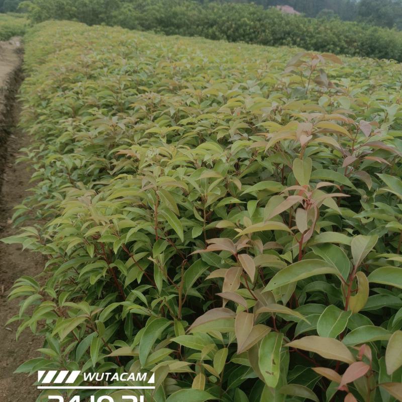 香樟杯苗地苗大量供应有一斤左右到两斤半左右无纺布袋苗