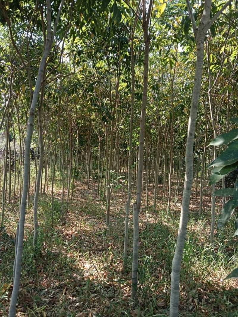 绿化树，9-10公分无患子城市庭院绿化