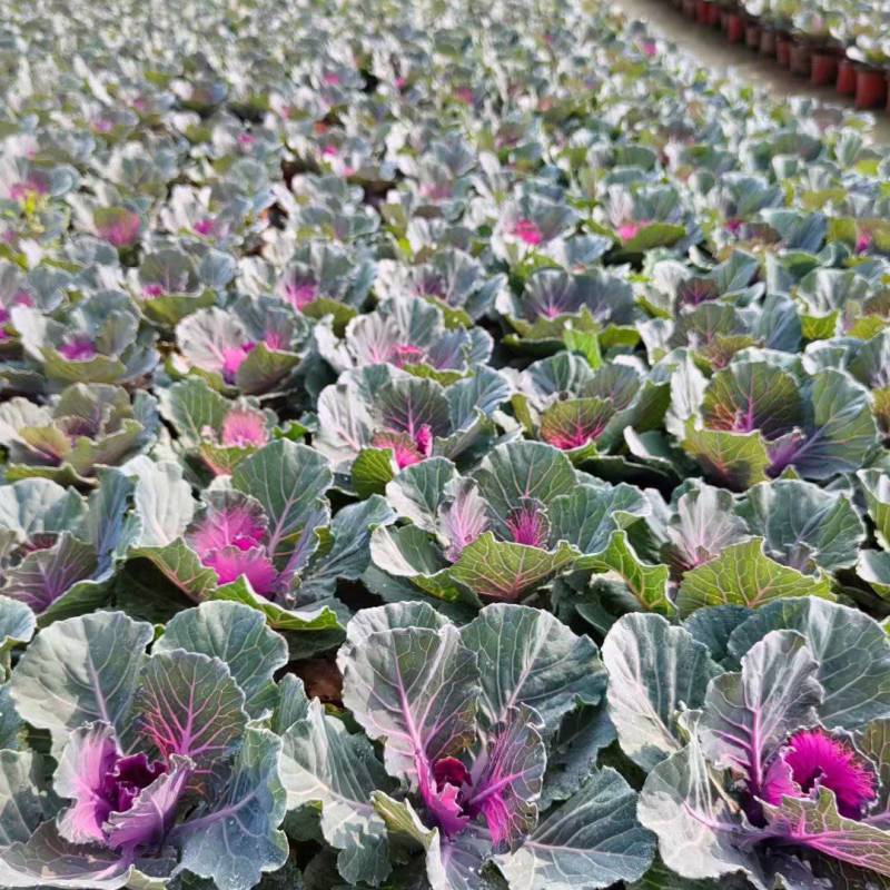 羽衣甘蓝绿化苗木非蔬菜质量保证量大从优欢迎咨询