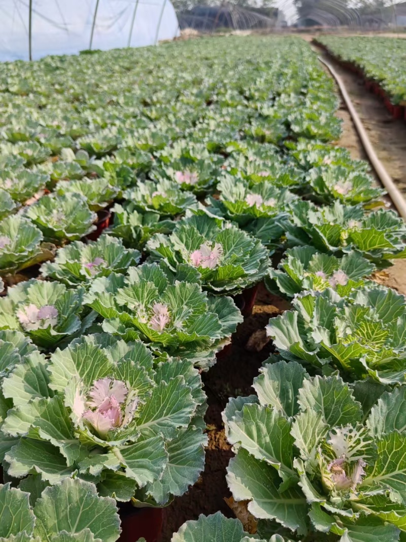 羽衣甘蓝绿化苗木非蔬菜质量保证量大从优欢迎咨询