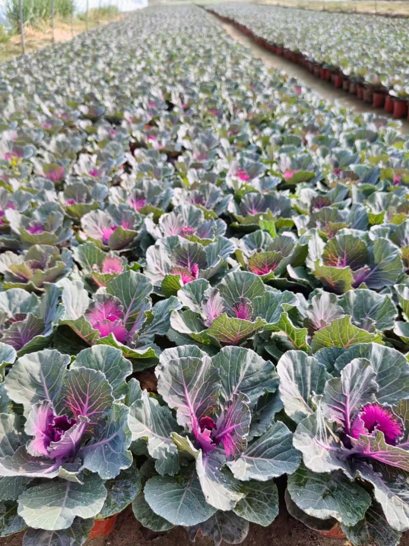 羽衣甘蓝绿化苗木非蔬菜质量保证量大从优欢迎咨询